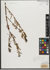 Foto von Salix triandra subsp. triandra L.